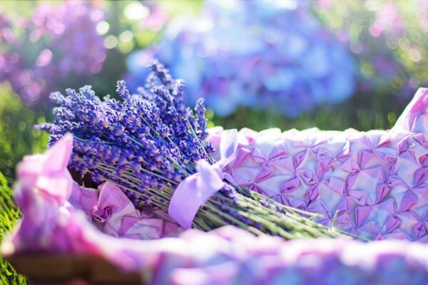 lavender, fresh, flowers-2482372.jpg