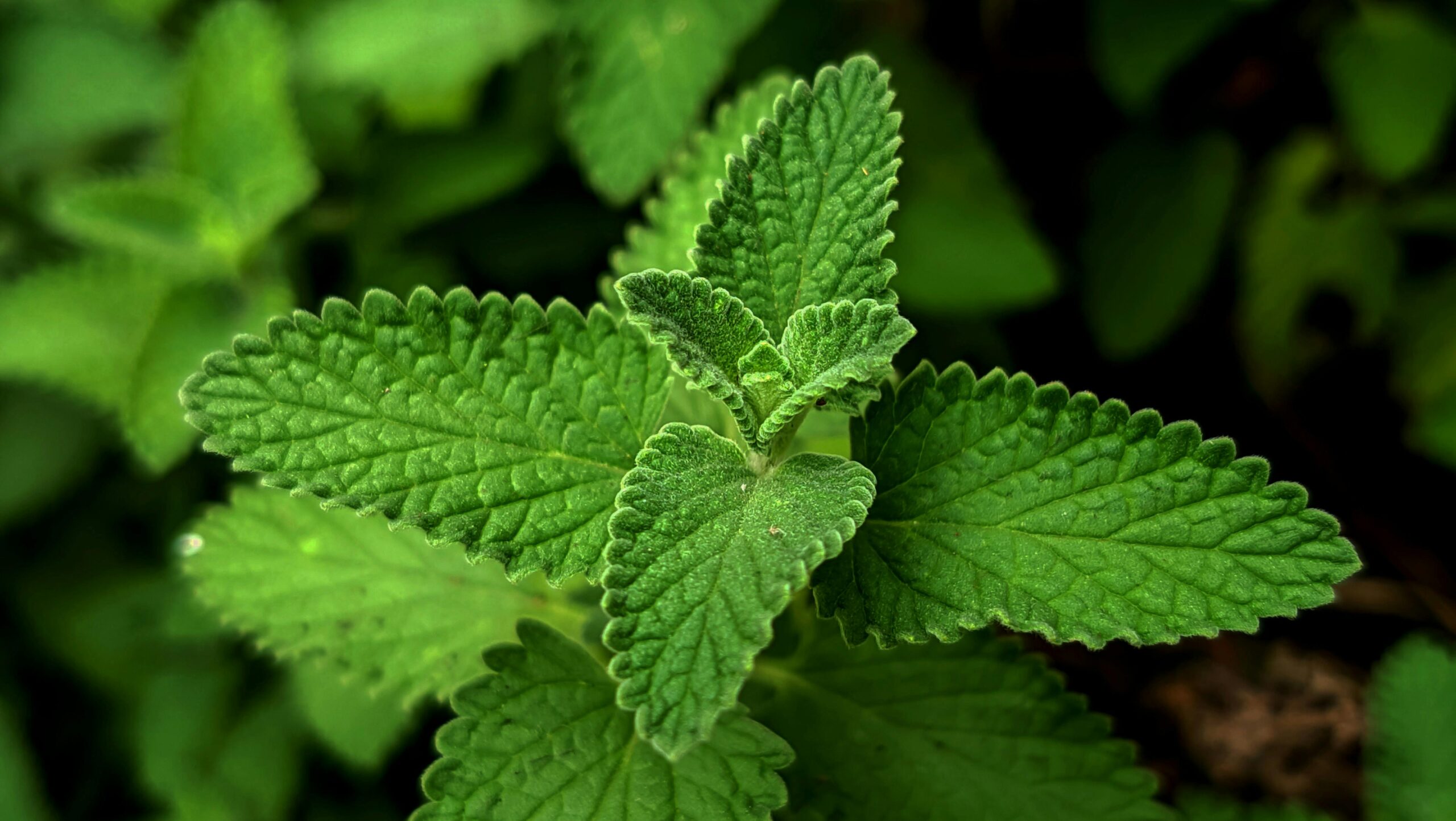 Detailed close-up of vibrant green catnip leaves, showcasing their texture and freshness.